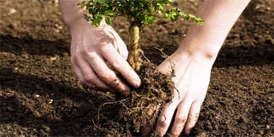 Tree plantation drives